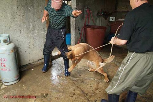 韓國人普遍用兩種方式屠宰狗，第一用繩索將狗勒死。第二用繩索將狗吊死。