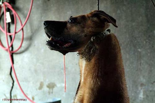 這隻大黃狗，使盡力氣抵抗，最後仍被活活吊死、宰殺。死不瞑目