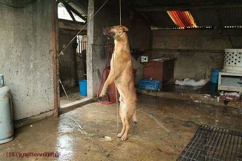 狗是忠誠度很高的動物，牠們信任人類！請協助韓國動保團體阻止韓國成為立法開放食用狗肉的國家。